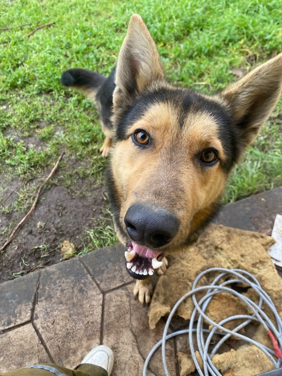 Foto de Aquiles-ladro leoncito