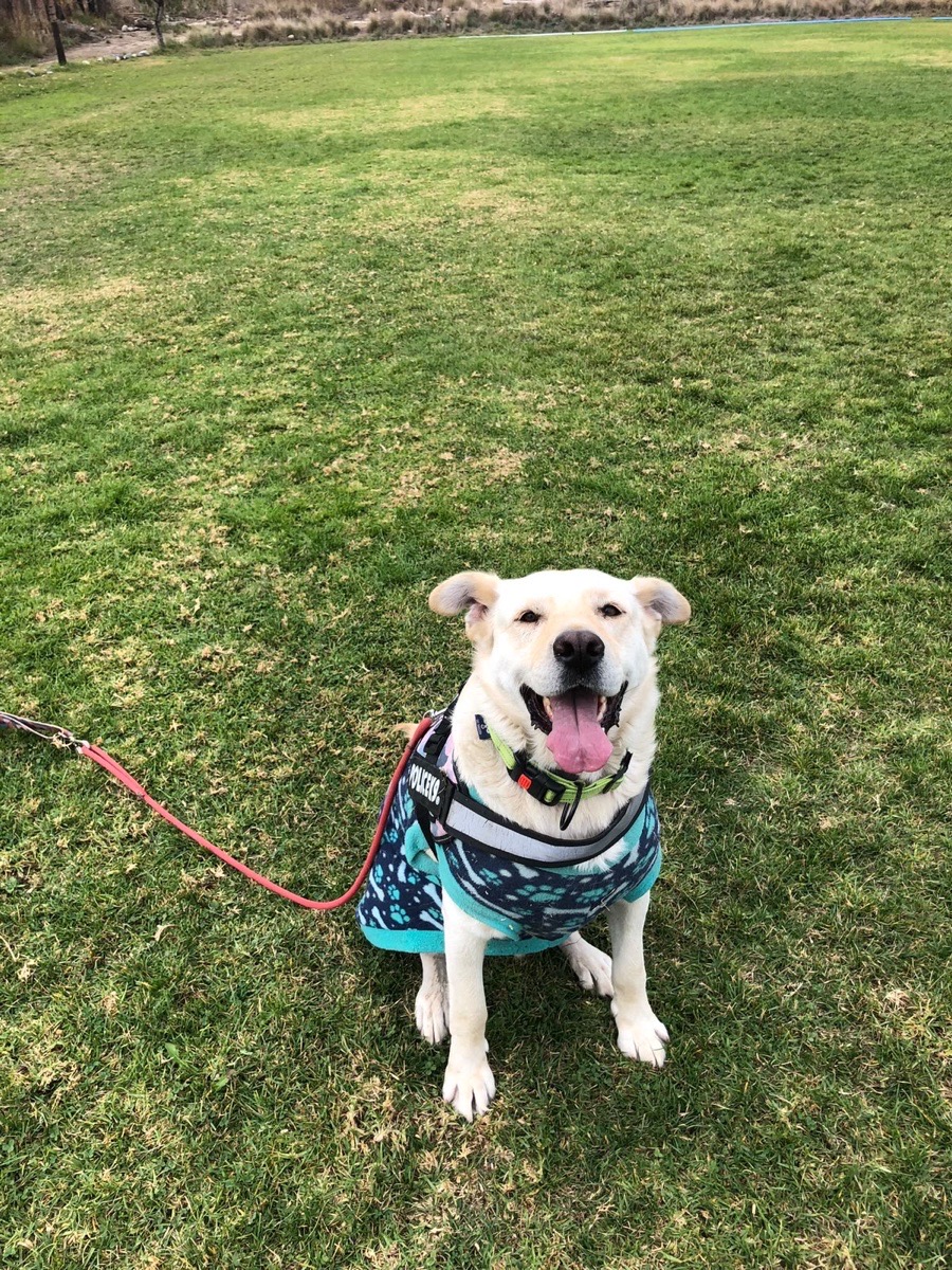 Foto de Bolt