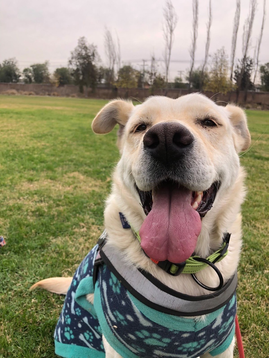 Foto de Bolt