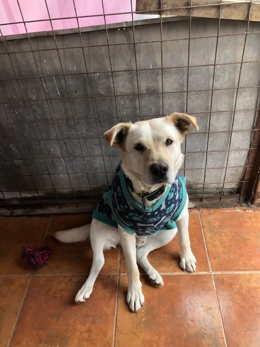 Foto de Bolt