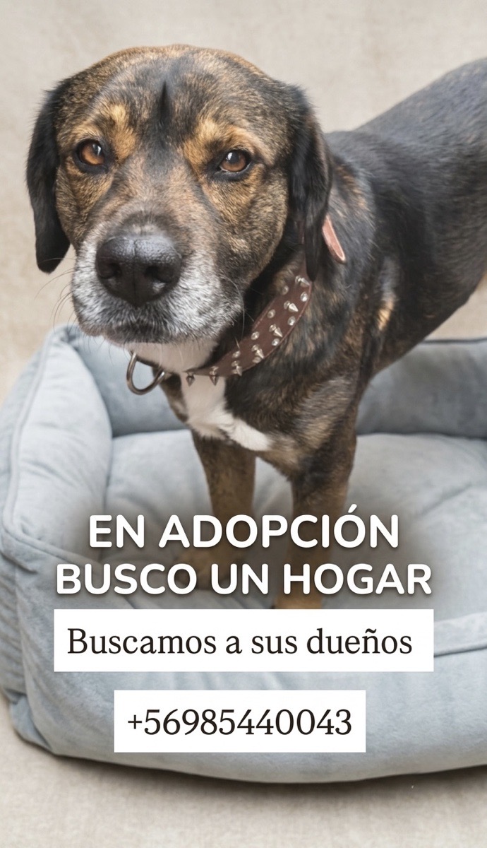 Foto de Perrito, perro en adopción en La Reina