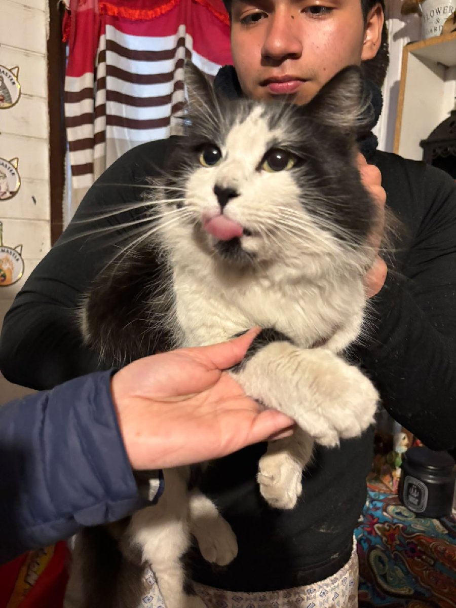 Foto de Gatito