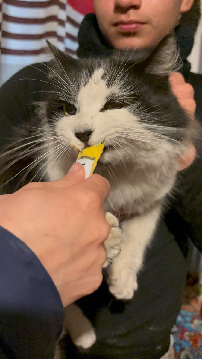 Foto de Gatito