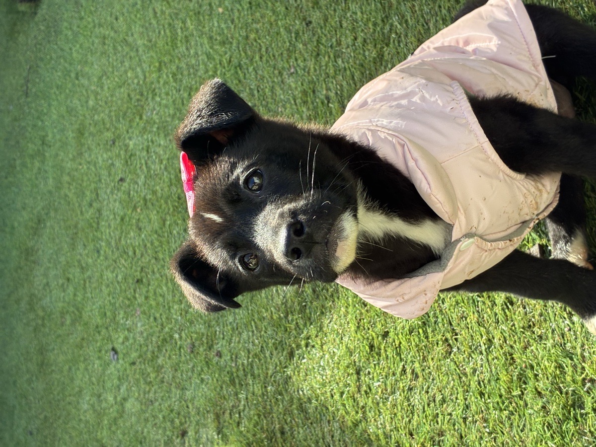 Foto de Perrito
