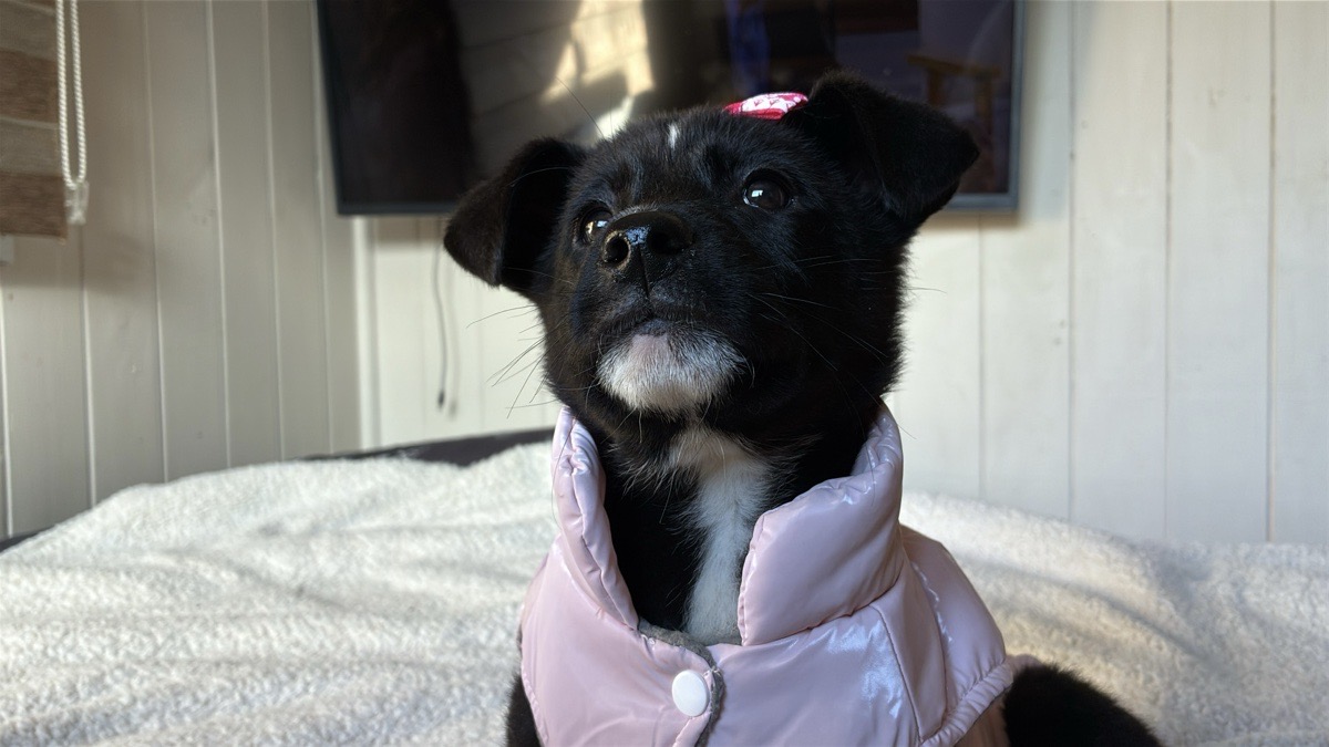 Foto de Perrito