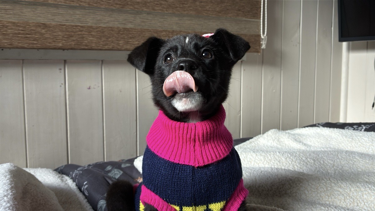 Foto de Perrito