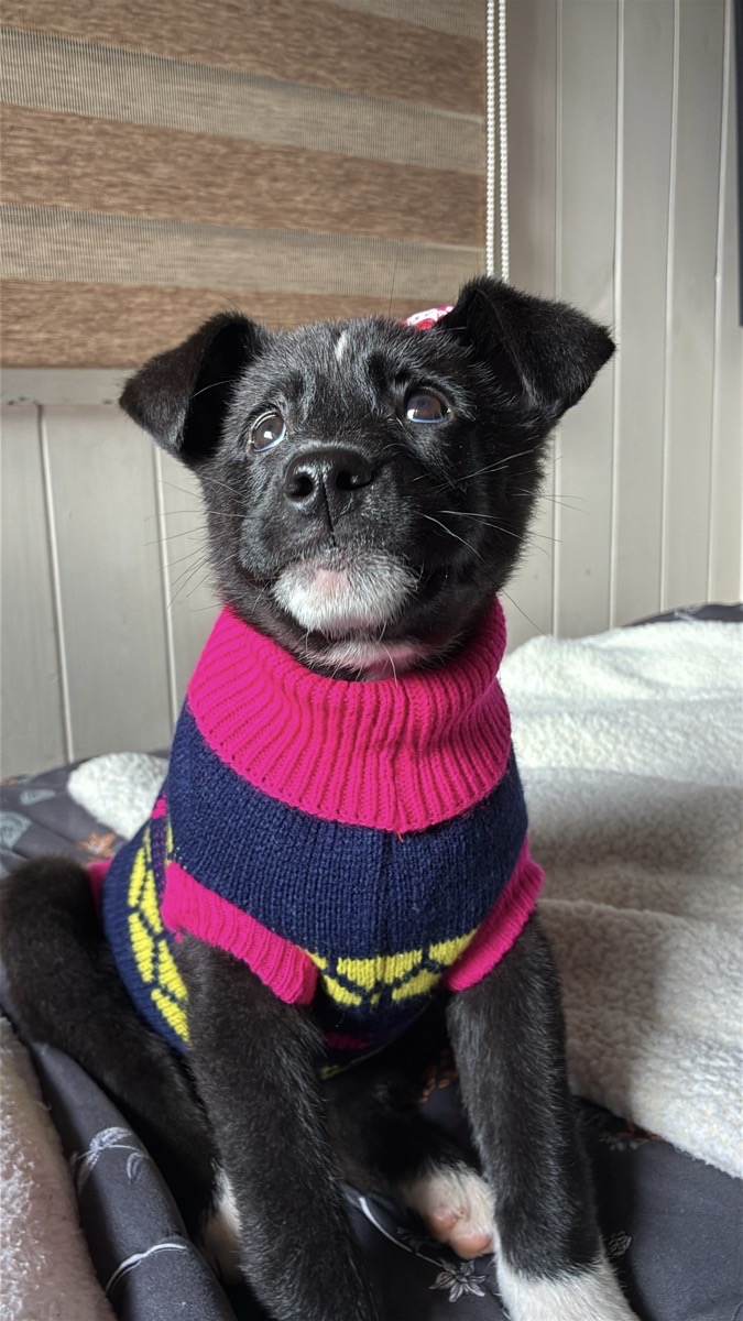 Foto de Perrito