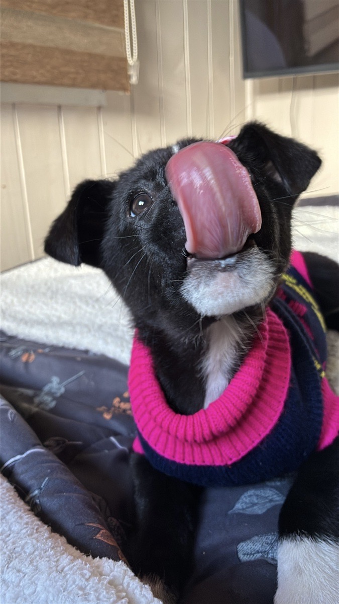 Foto de Perrito