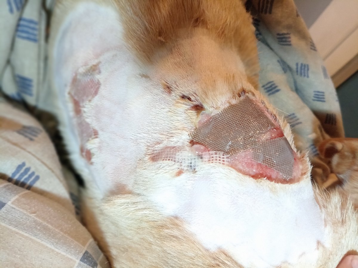 Foto de Perrito