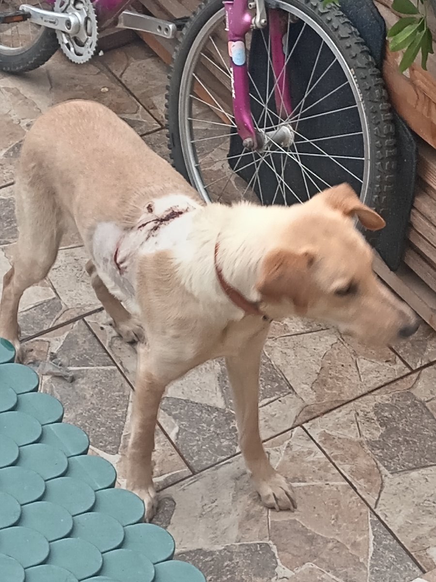 Foto de Perrito
