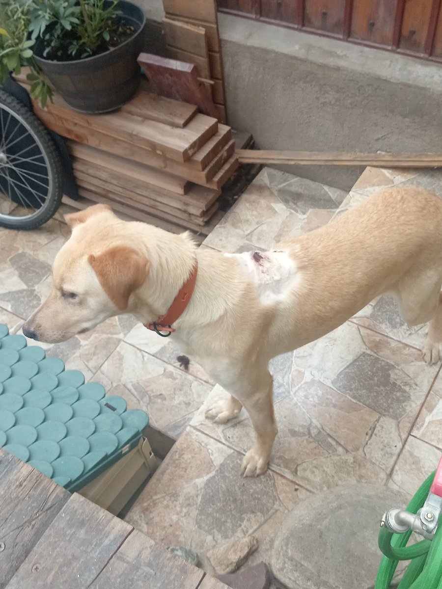 Foto de Perrito
