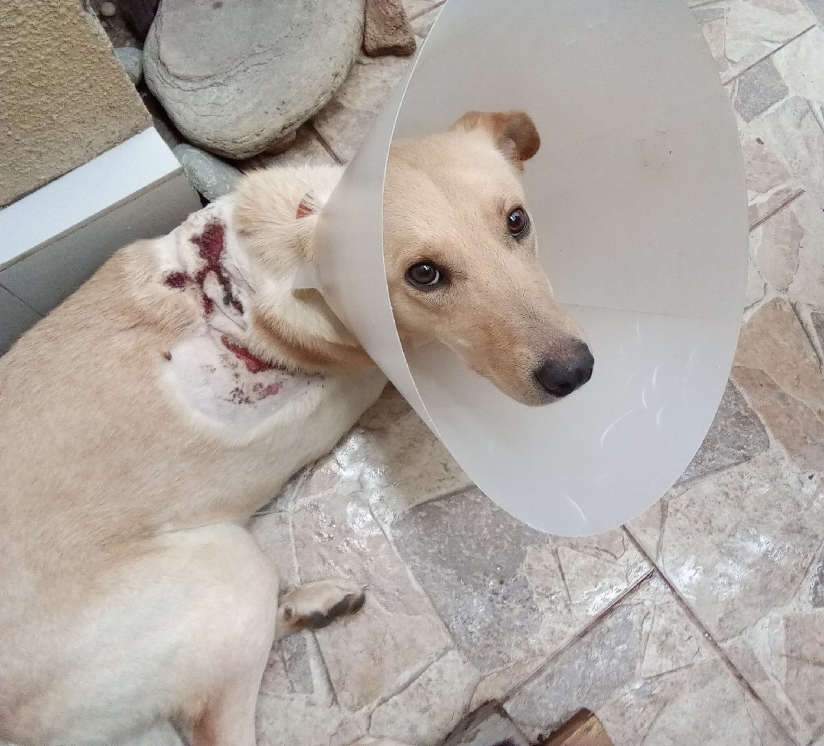 Foto de Perrito