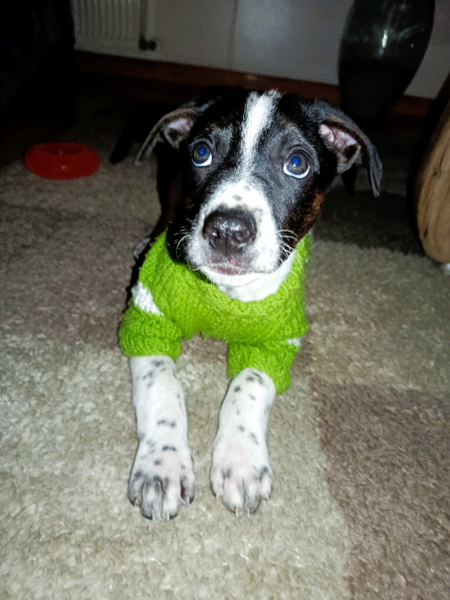 Foto de Perrito