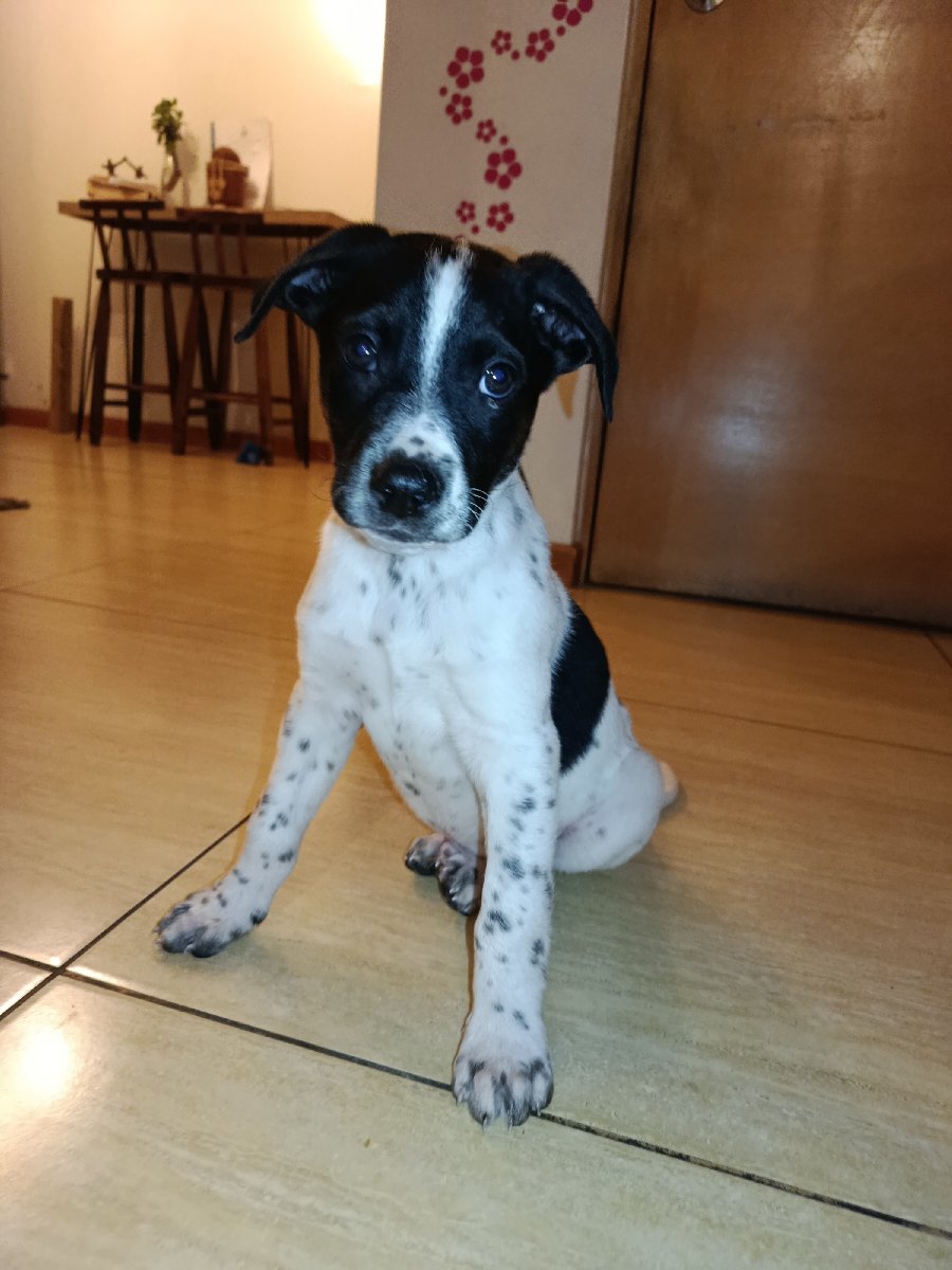 Foto de Perrito
