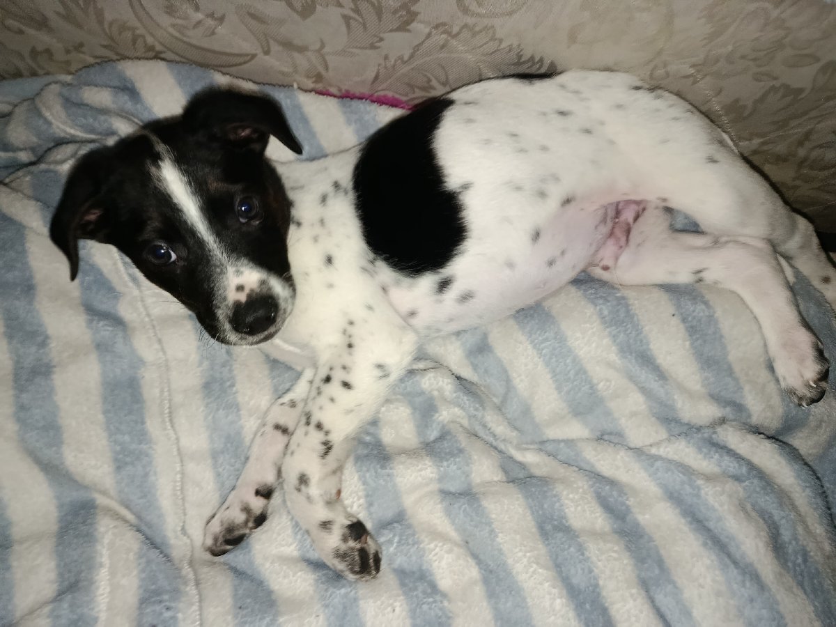 Foto de Perrito