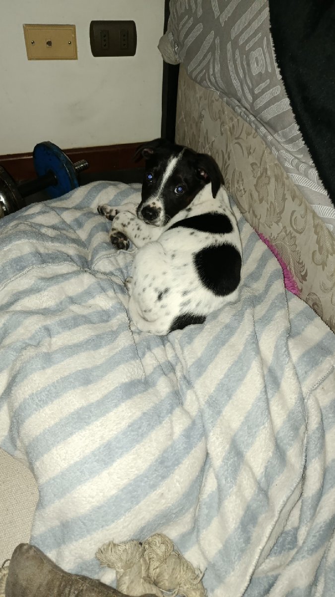 Foto de Perrito