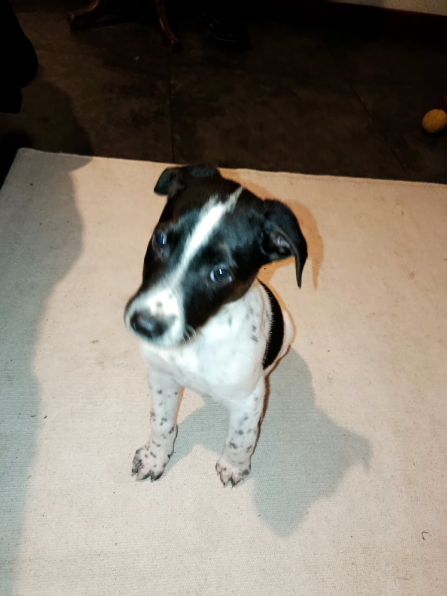 Foto de Perrito