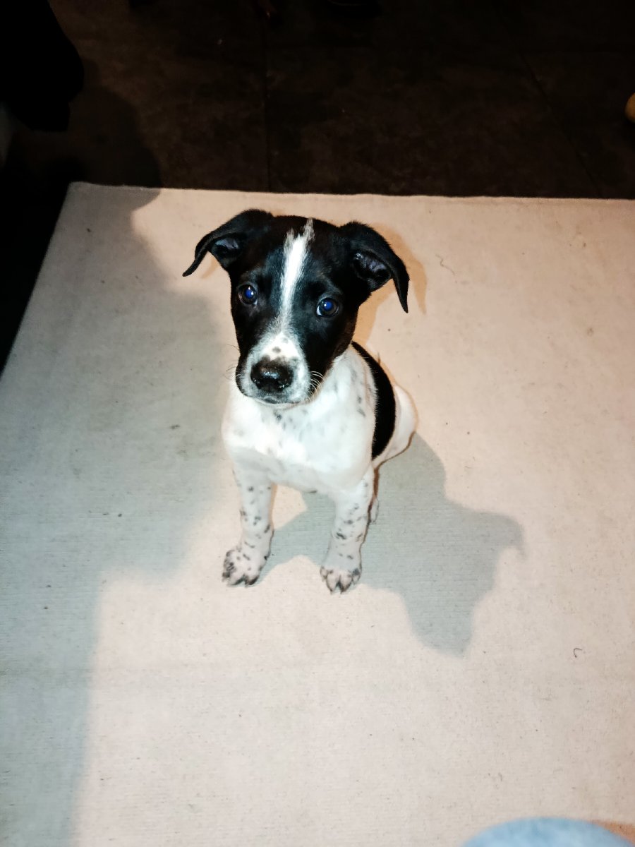 Foto de Perrito