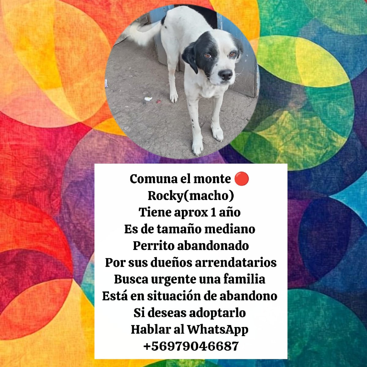 Foto de Rocky perrito abandonado busca urgente familia