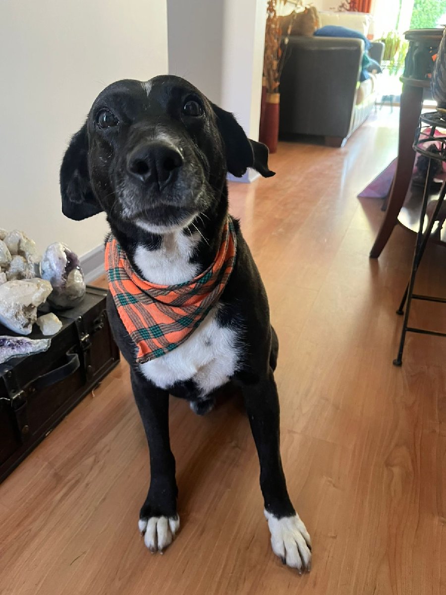 Foto de Chimuelo, perro en adopción en Peñalolén