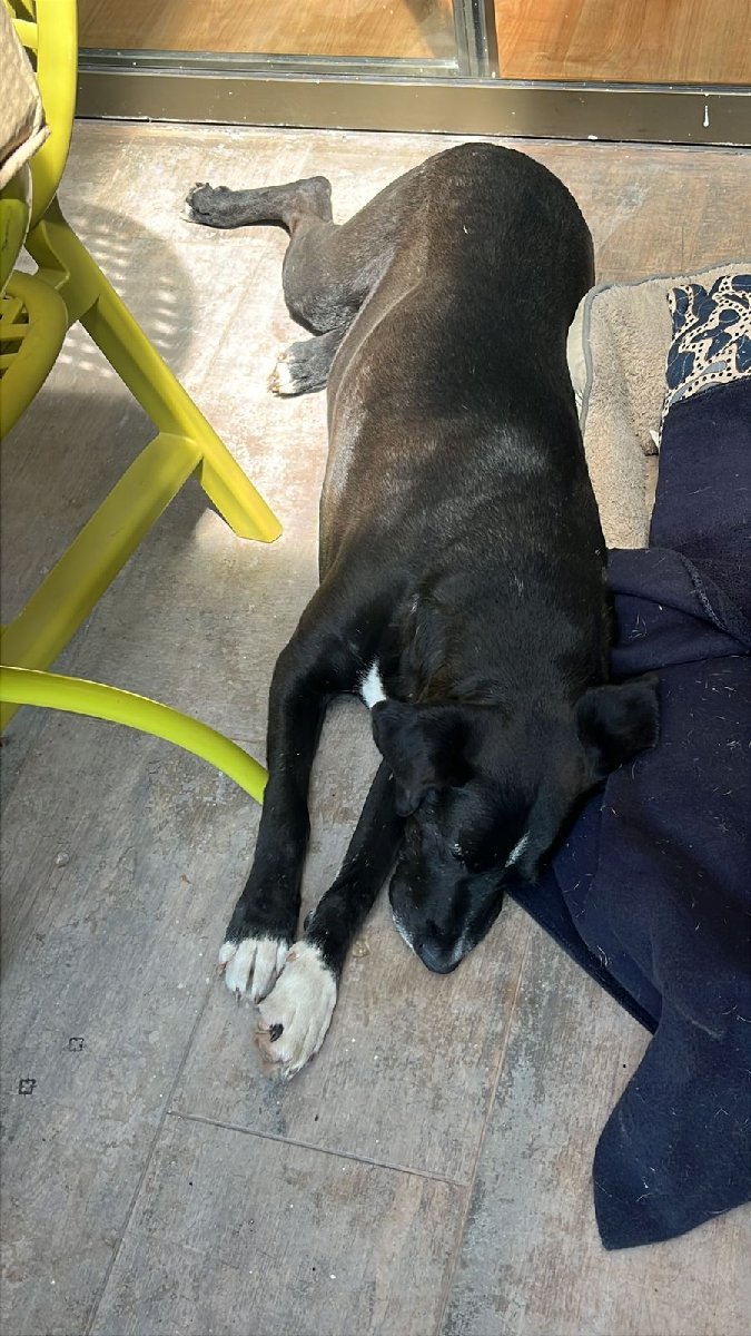 Foto de Chimuelo