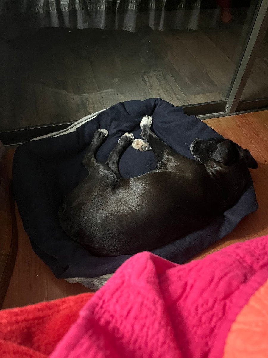 Foto de Chimuelo