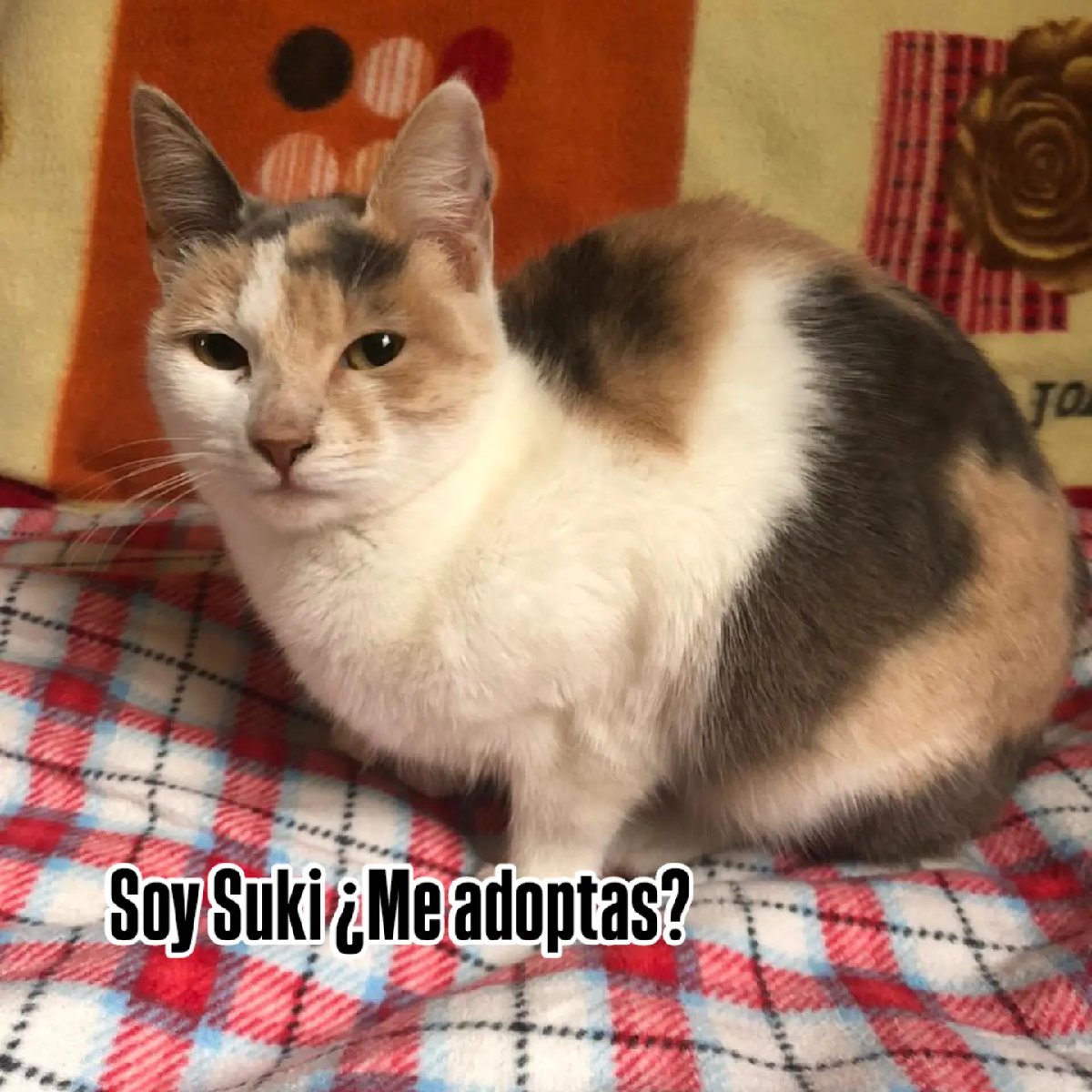 Foto de Suki