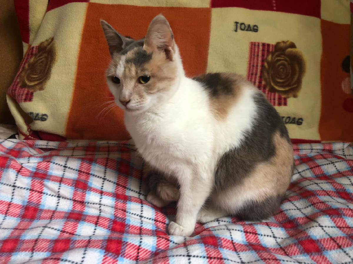 Foto de Suki