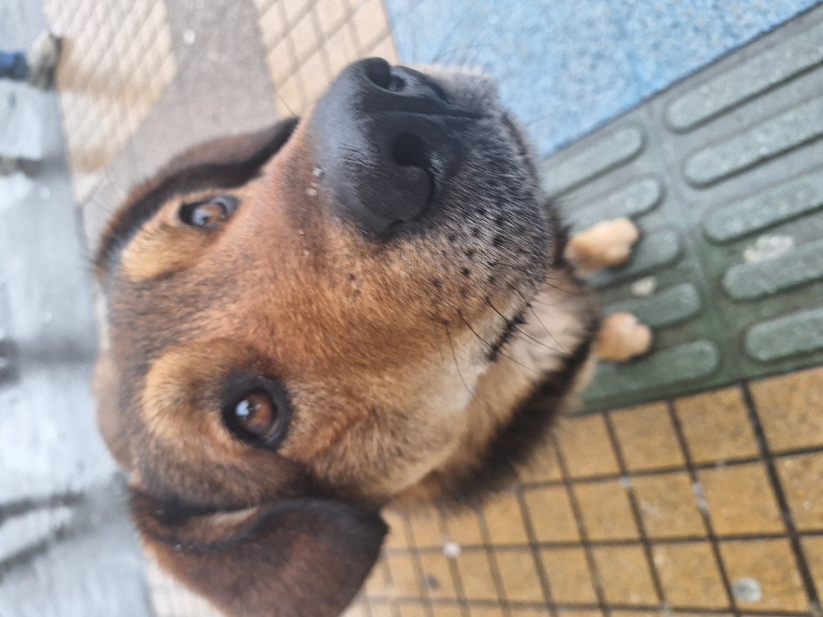Foto de Koda