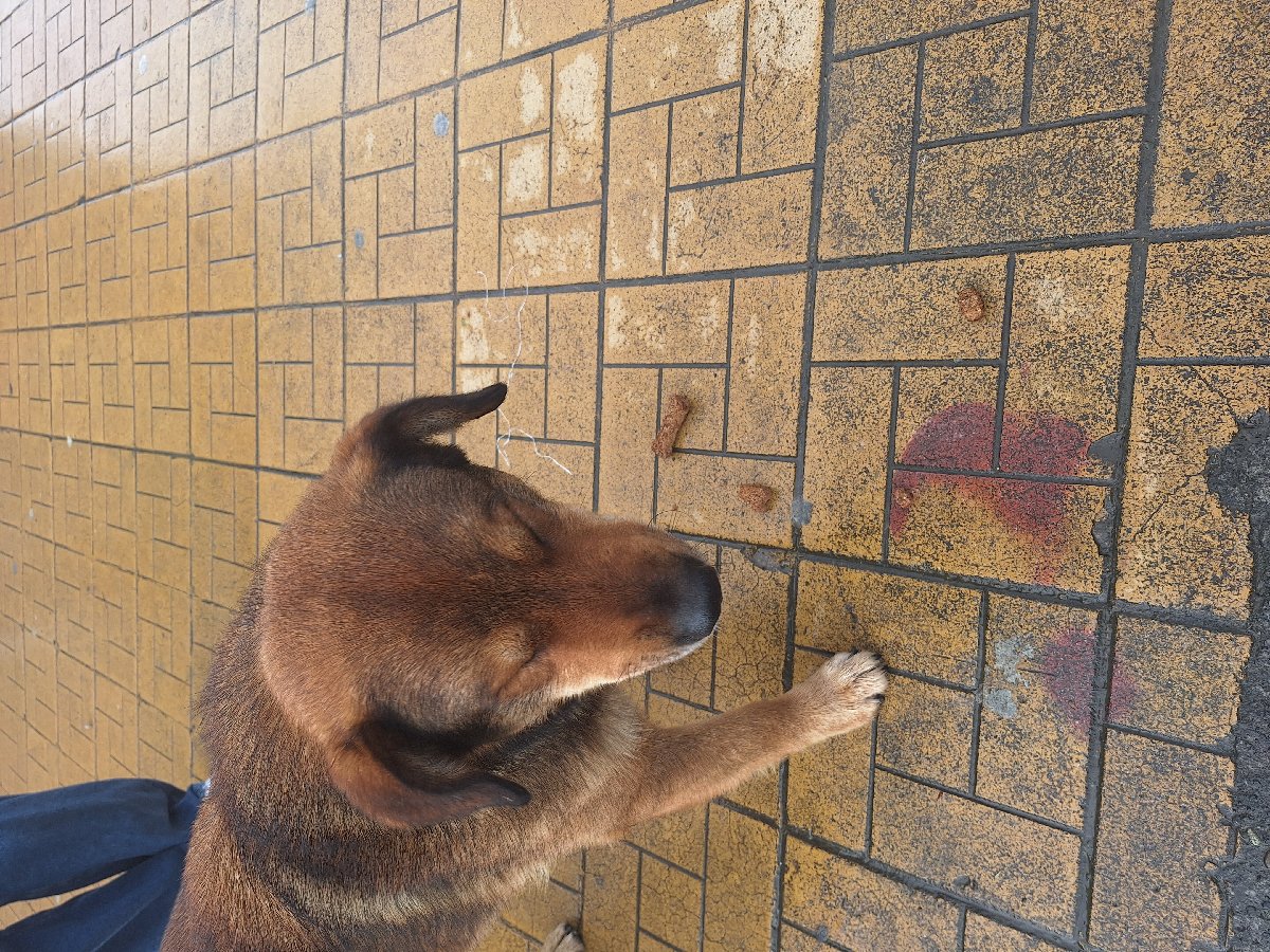 Foto de Koda