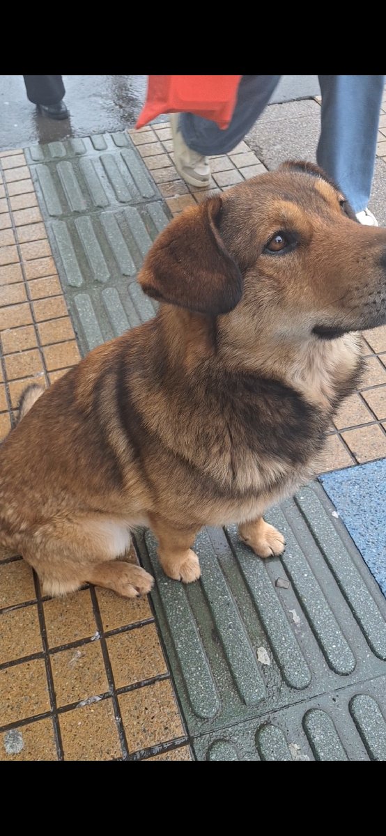 Foto de Koda