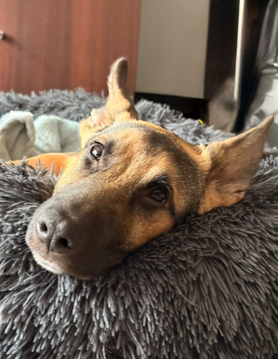 Foto de Baco, perro en adopción en Ñuñoa