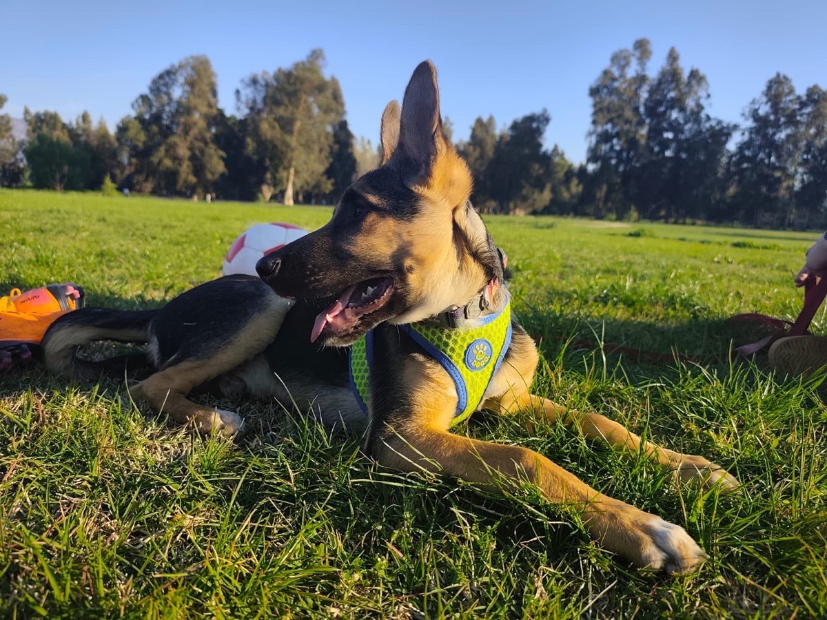 Foto de Baco
