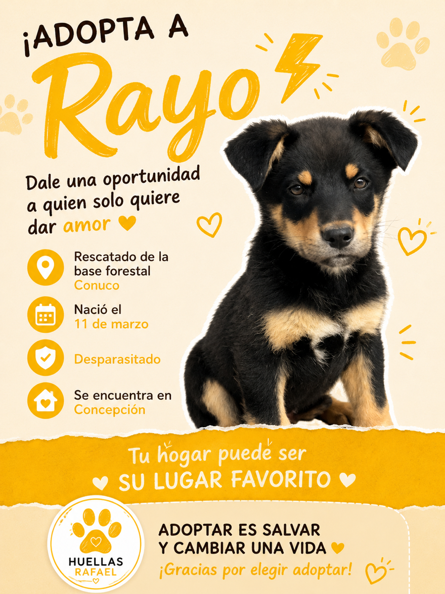 Foto de Rayo ⚡️, perro en adopción en Concepción