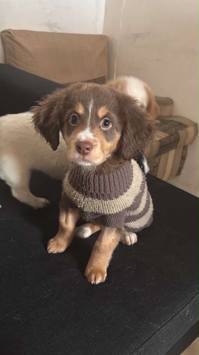 Foto de oso, perro en adopción en Peñaflor