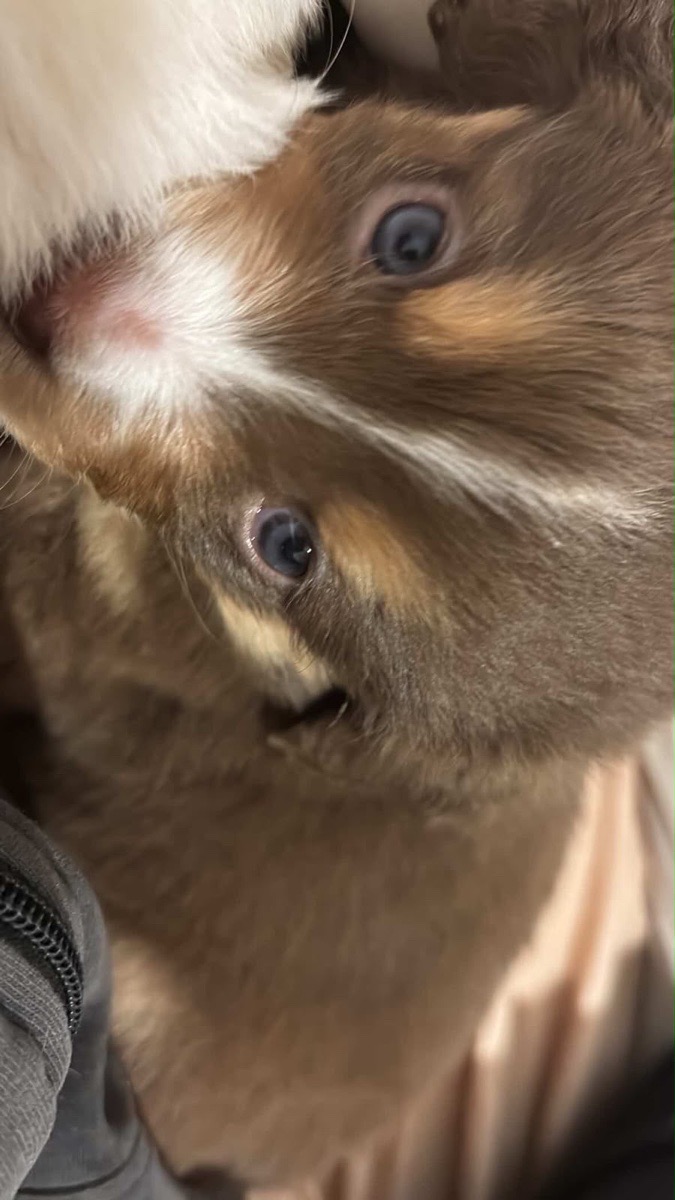 Foto de oso