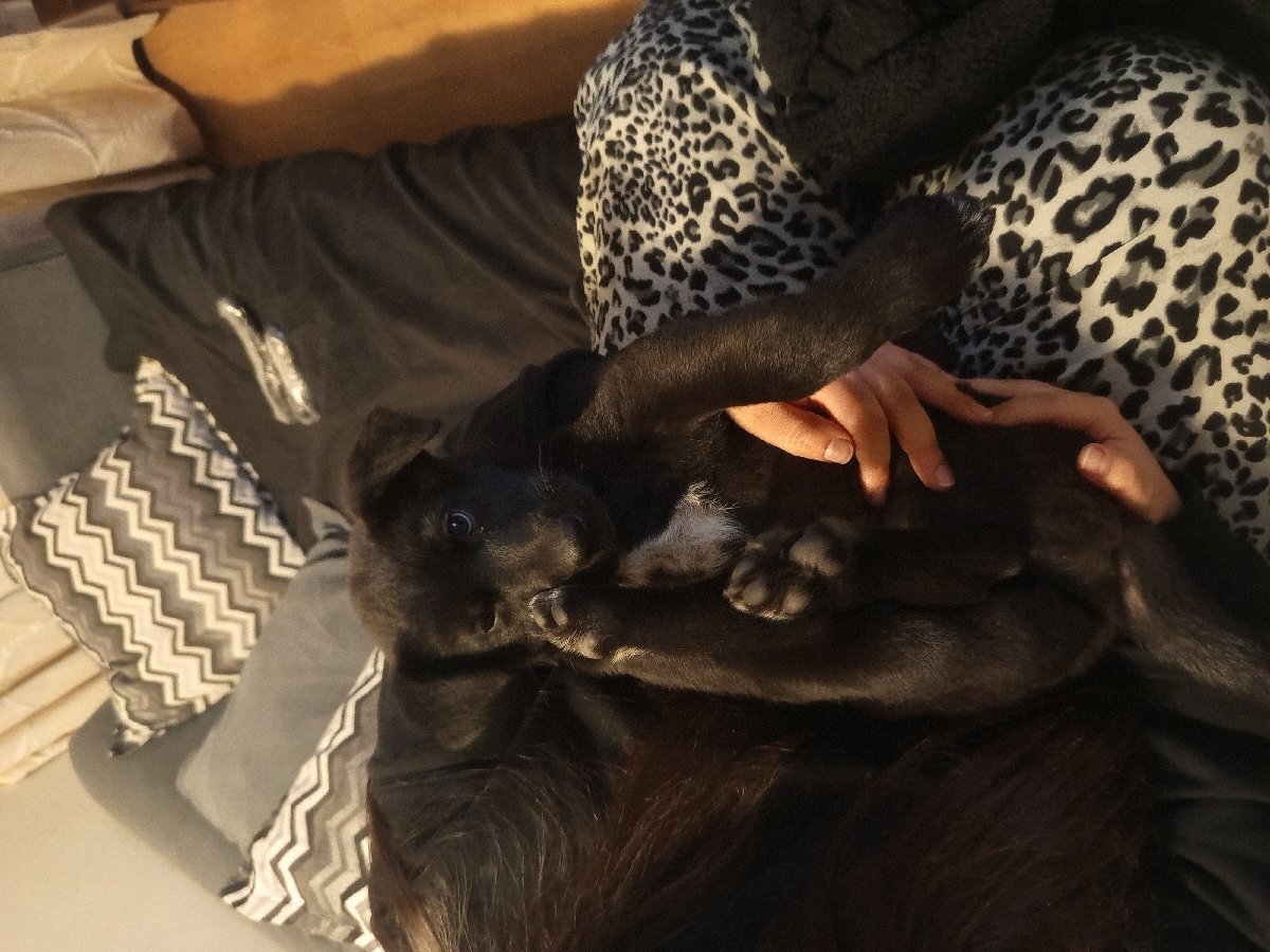 Foto de Perrito