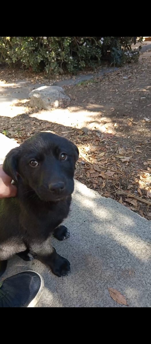 Foto de Perrito