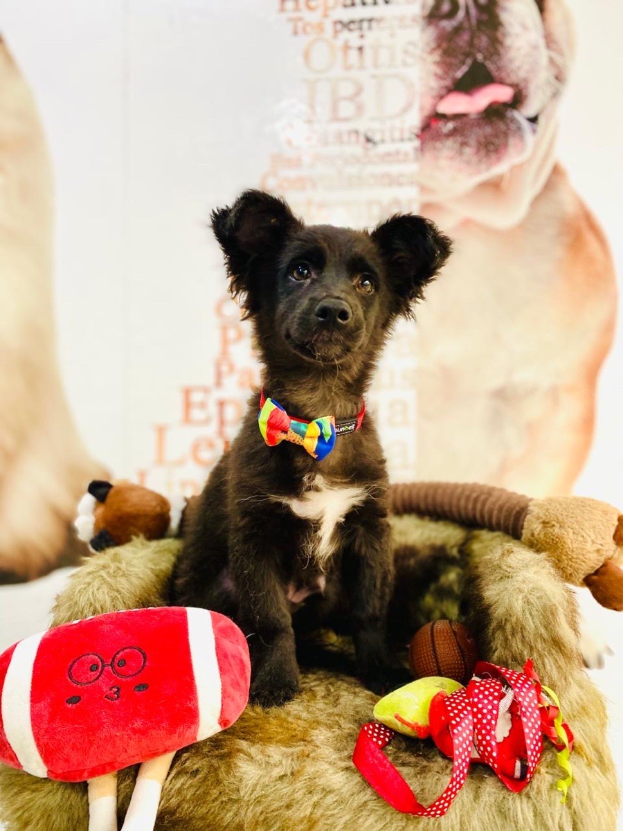 Foto de messi, perro en adopción en La Reina