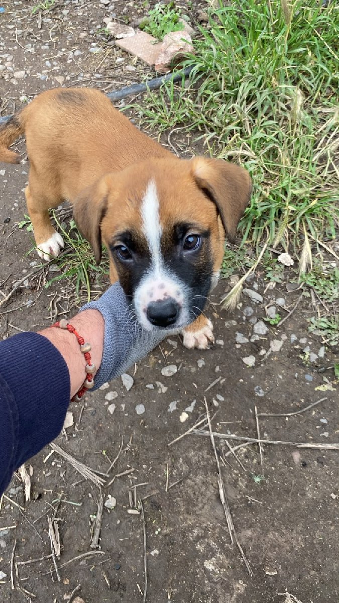 Foto de Omar, perro en adopción en Talagante