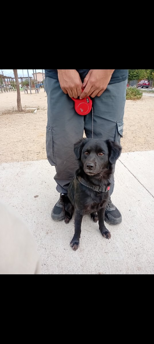 Foto de Perrito