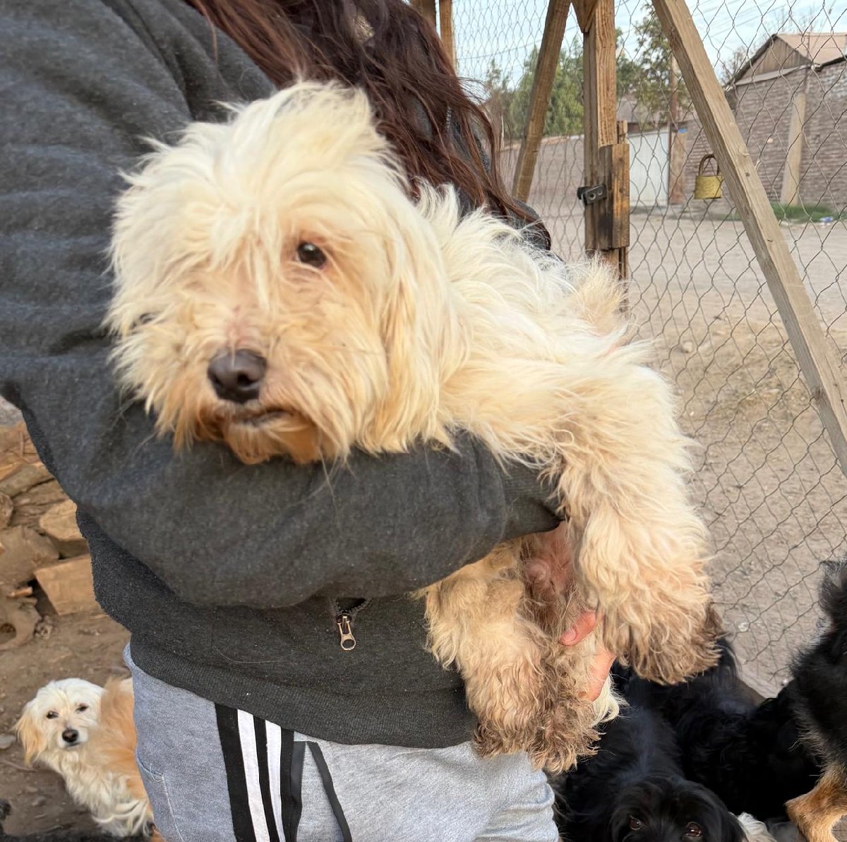 Foto de Mochi, perro en adopción