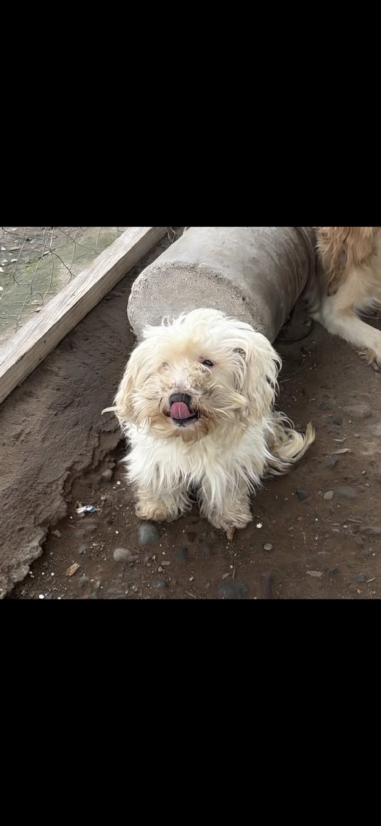 Foto de Mochi
