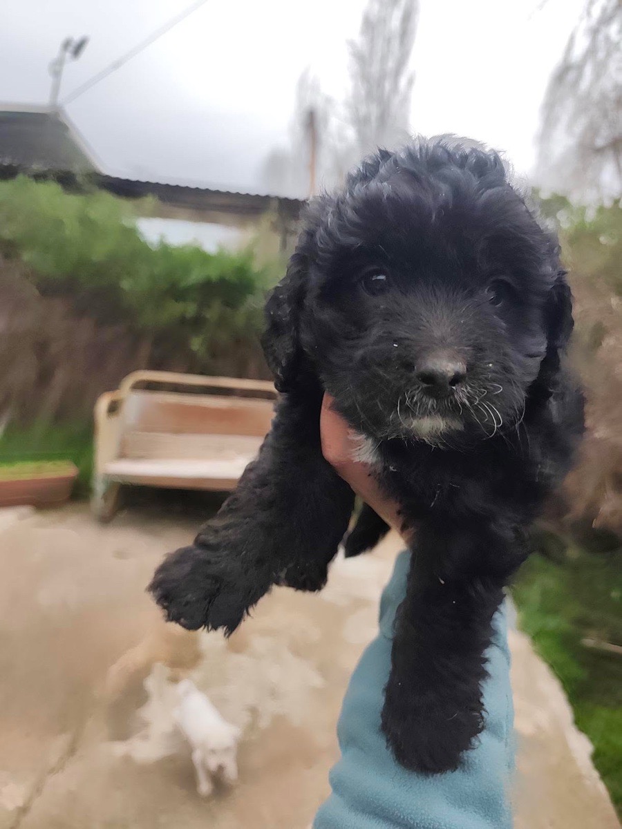 Foto de Perrito