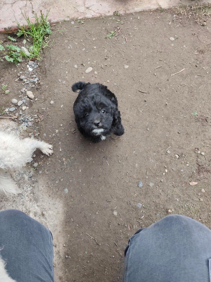 Foto de Perrito
