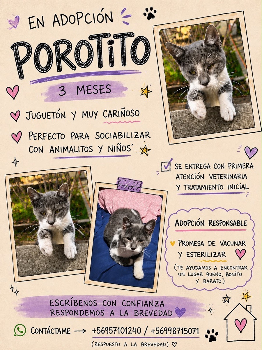 Foto de Porotito, gato en adopción en Ñuñoa