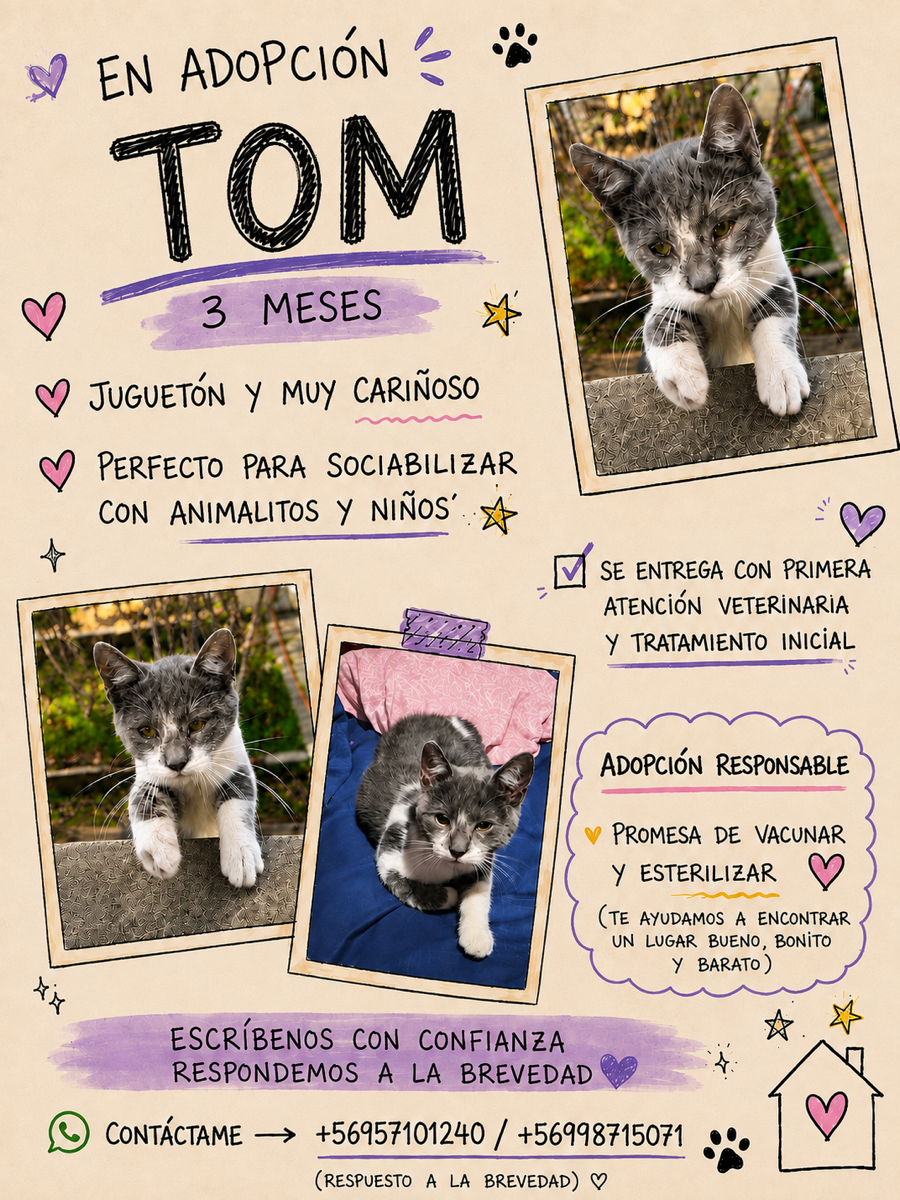 Foto de Tom, gato en adopción en Ñuñoa