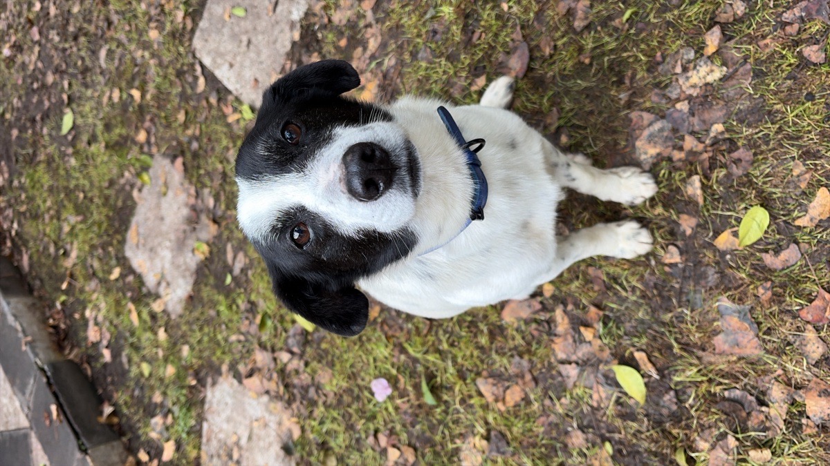 Foto de Panchito, perro en adopción en Vitacura