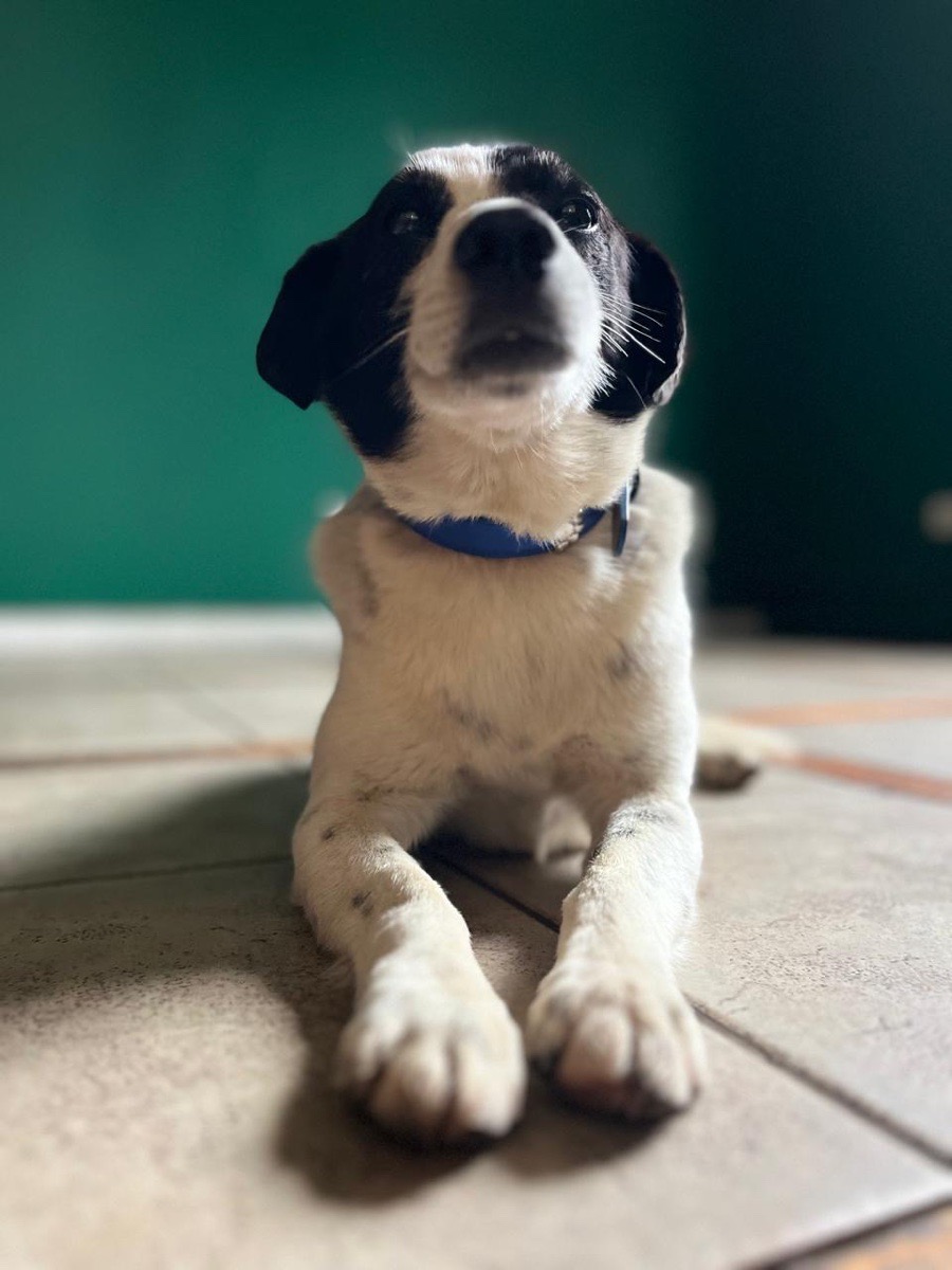 Foto de Panchito