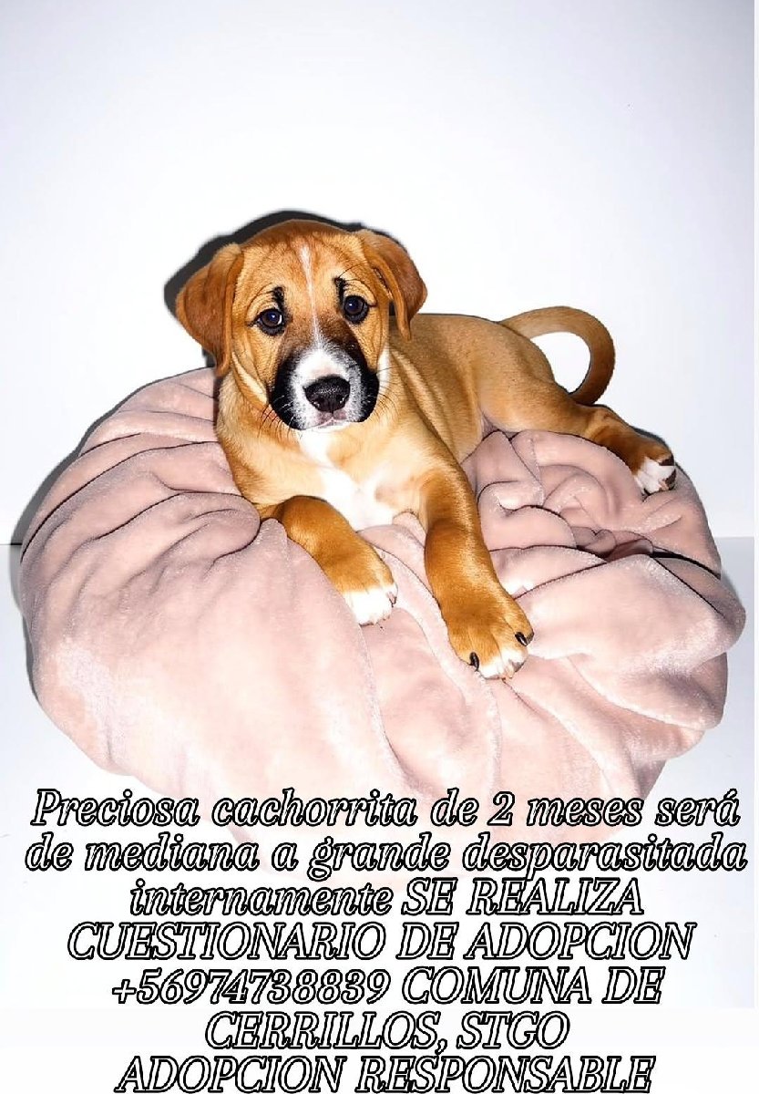 Foto de Perrito